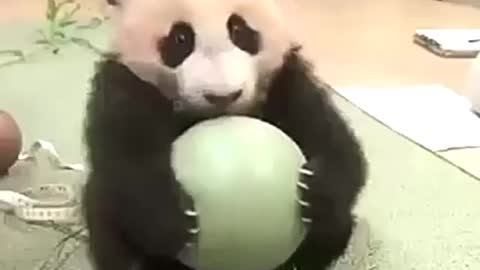 Baby panda is hungry