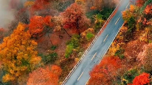How beautiful autumn is in Shennongjia. Catch the tail of autumn
