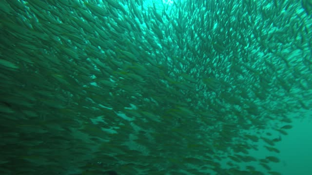 fishes underwater(sea) in thailnad