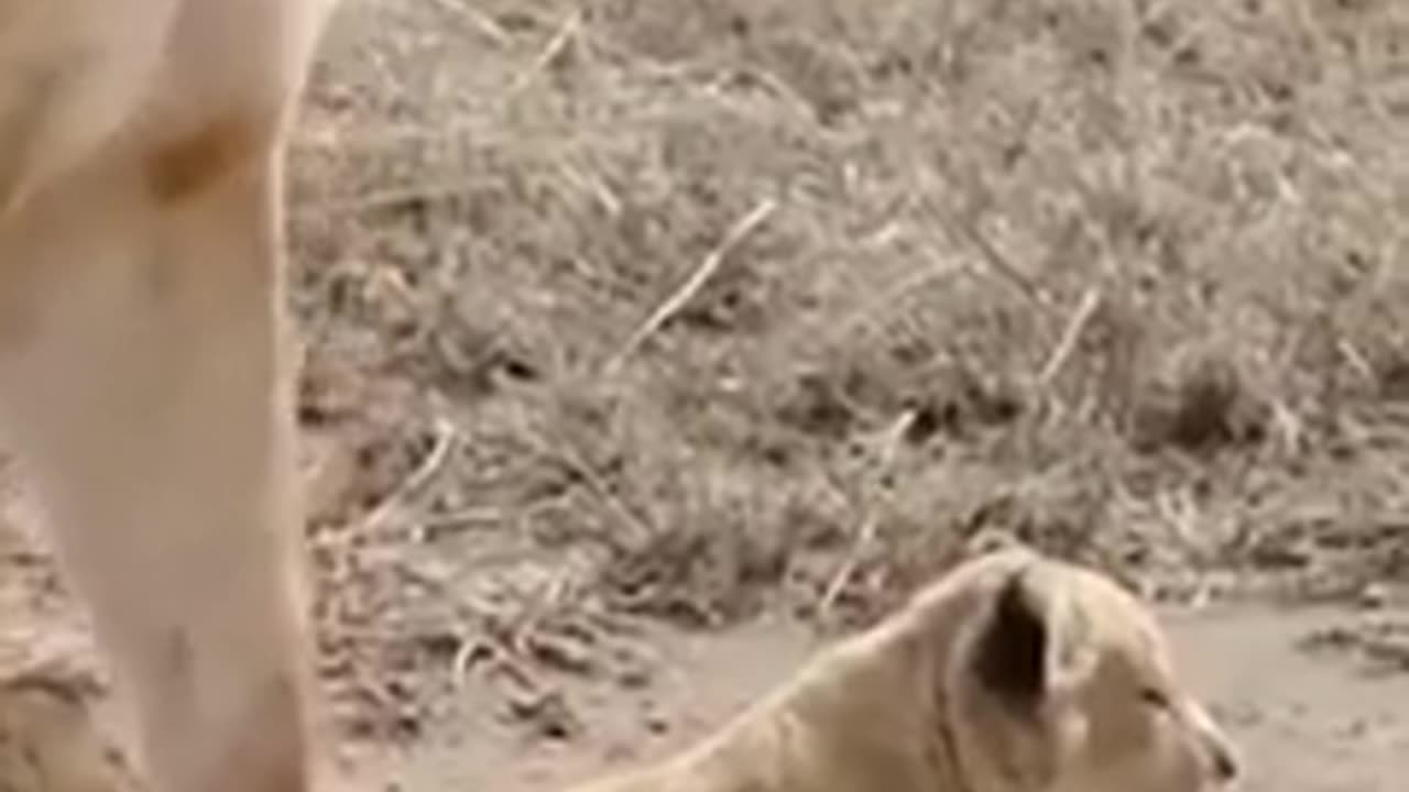 Amazing Lion's with 6 cute cubs