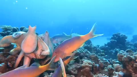 Amazing sea blue waters fish