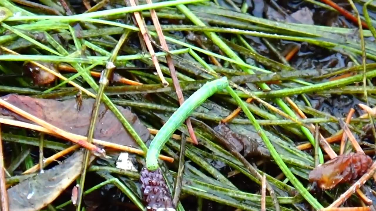Inchworm