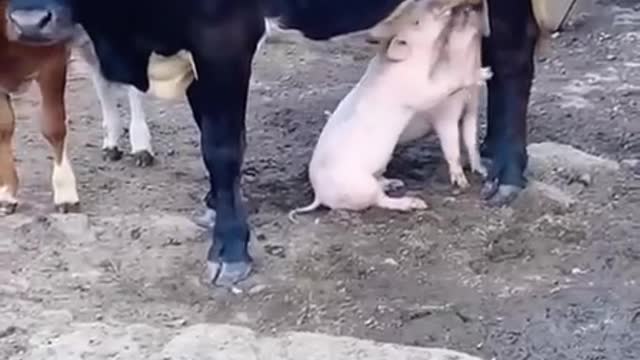 Cow's kindness is not limited to peoples only.