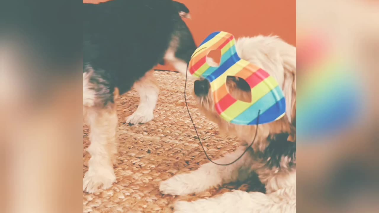 Funny dogs compliance.Funny and cute dogs .