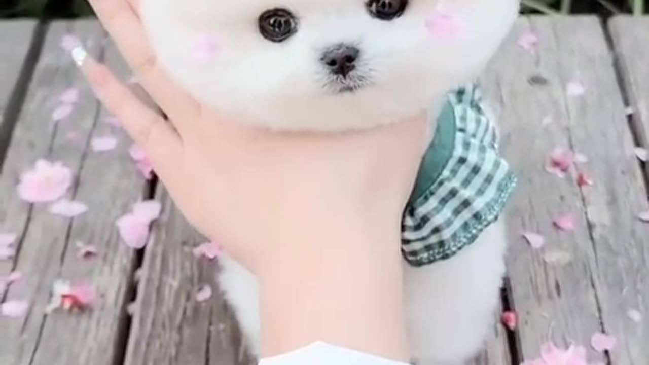 My cute puppy