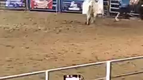 Bull chariots