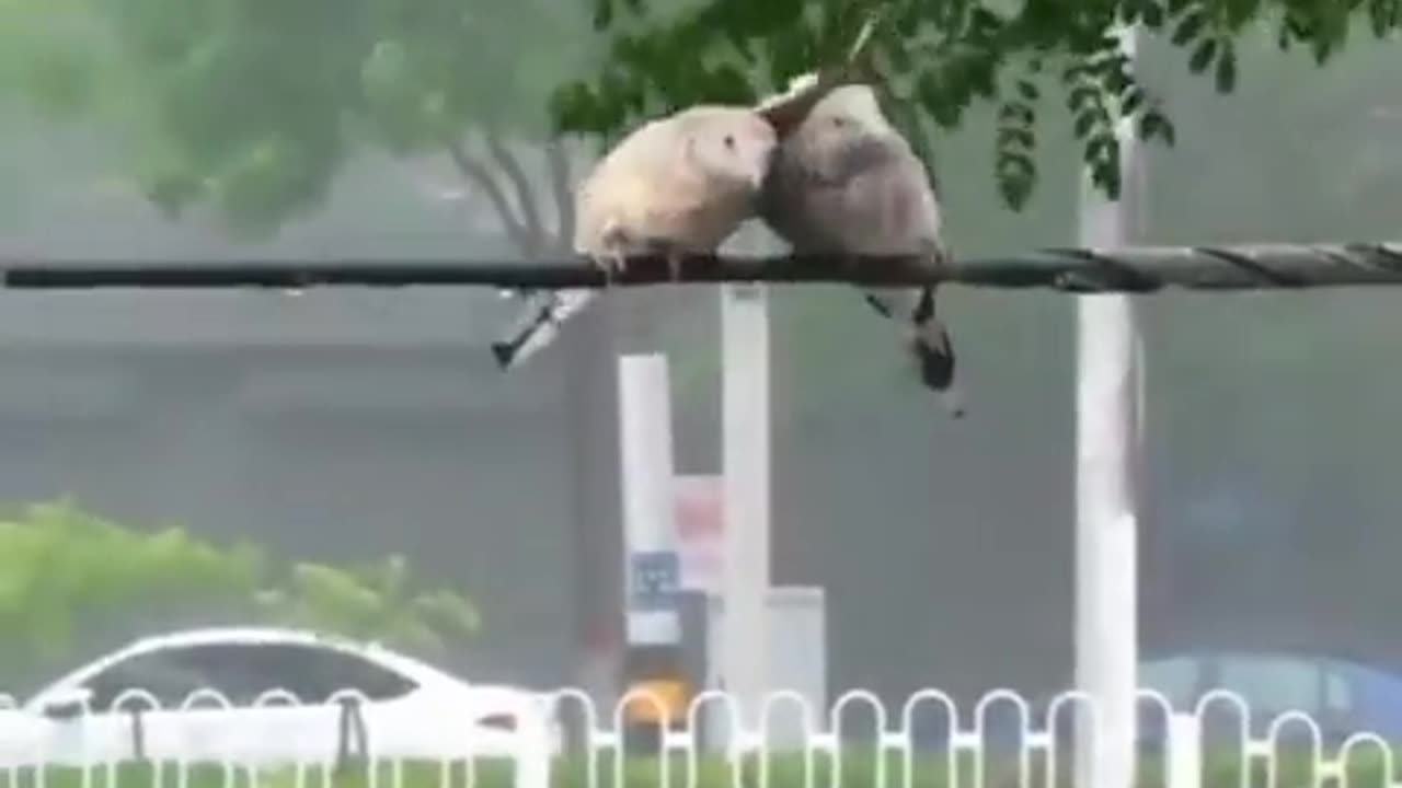 Sweet couple trying hard to protect each other🤍🤍