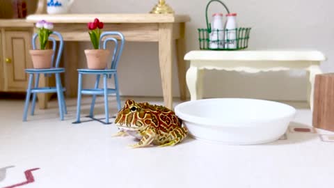 【b112 】いっぱいに手足を伸ばしてごはんを食べるカエルが可愛すぎる【ベルツノガエル/ Argentine horned frog】