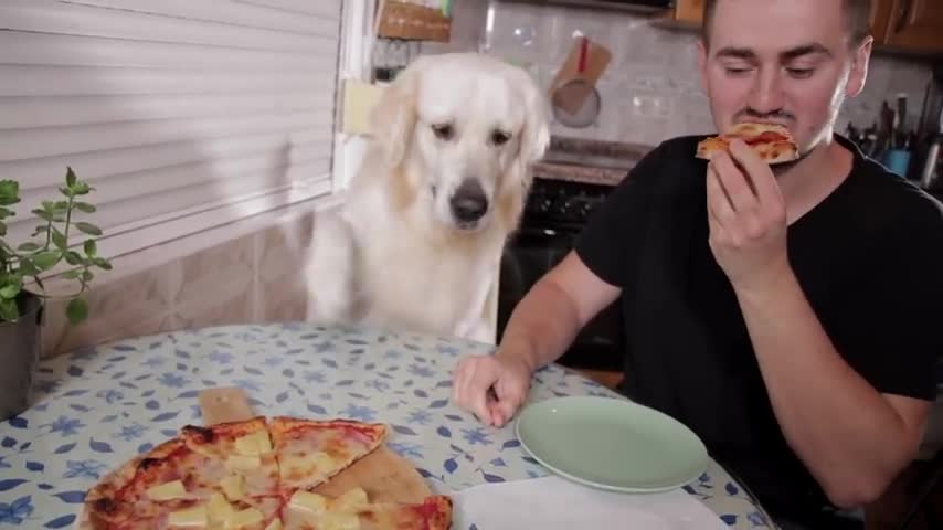 Eating PIZZA with My Dog - Dinner with a Golden Retriever!