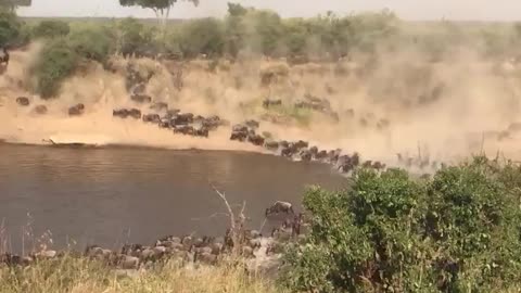 Serengeti wildebeest migration