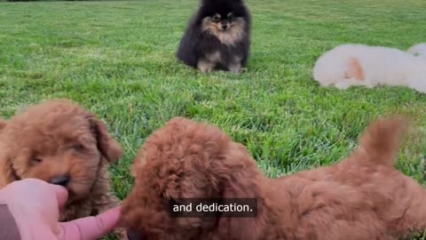 Dog & Puppies Care Tips