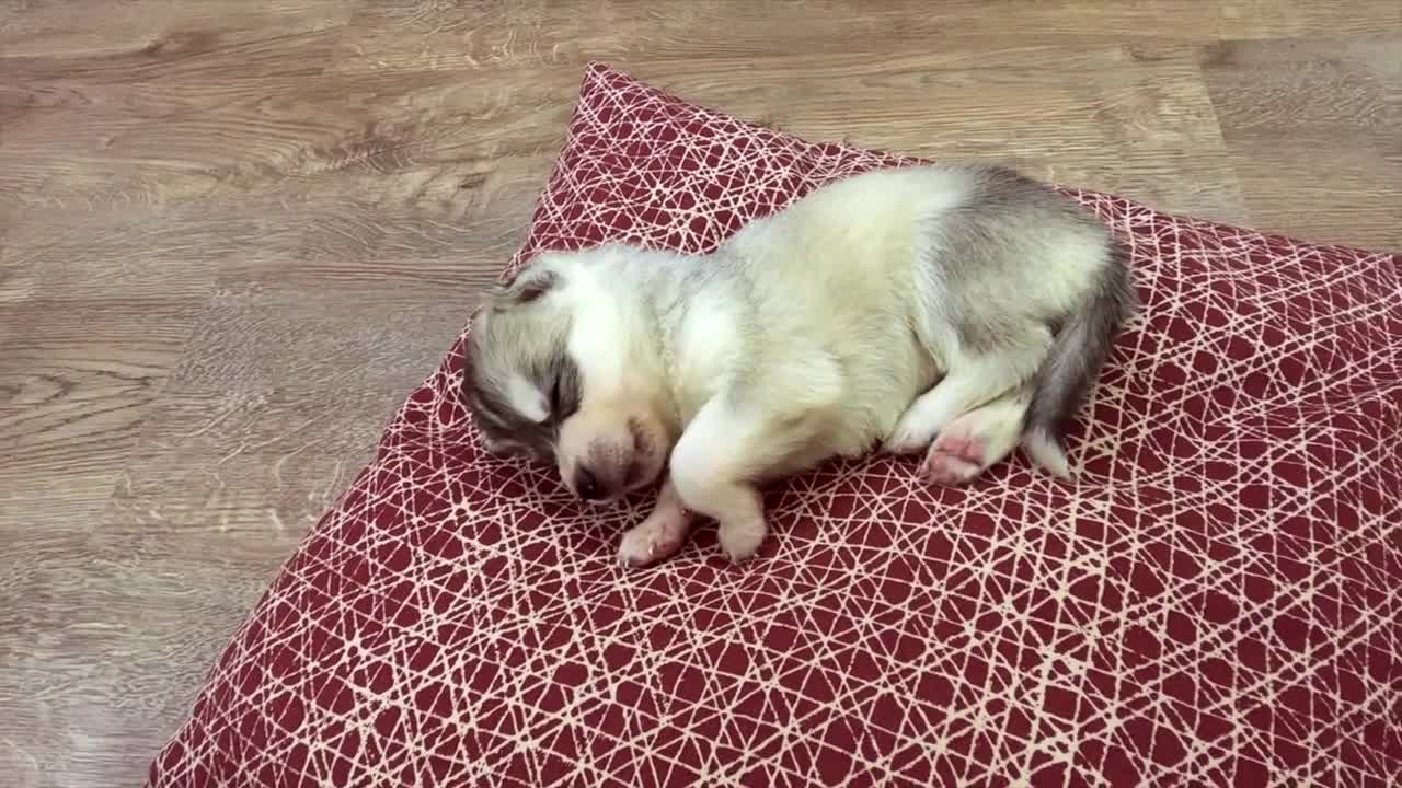 Dogs sleeping with each other to keep warm