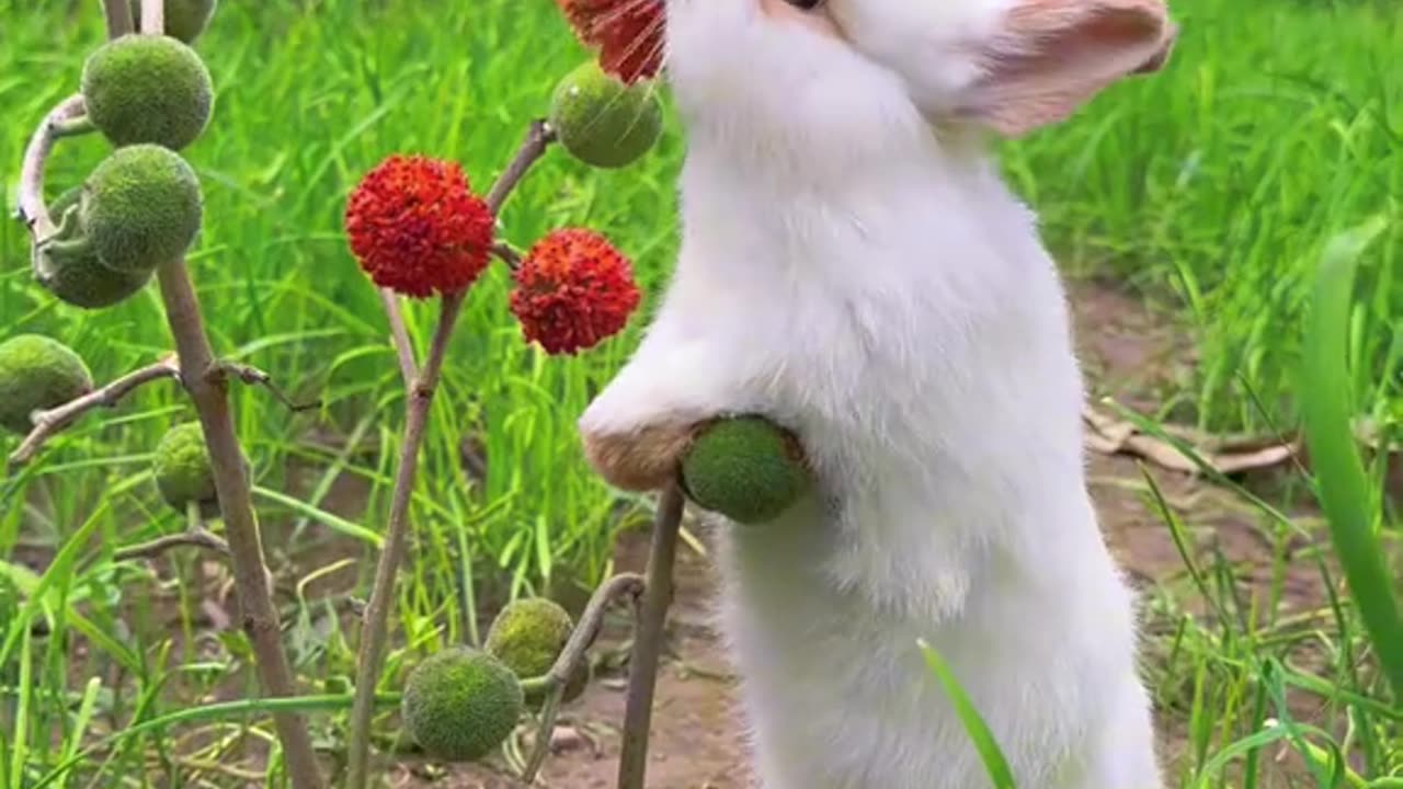 Funny animal video