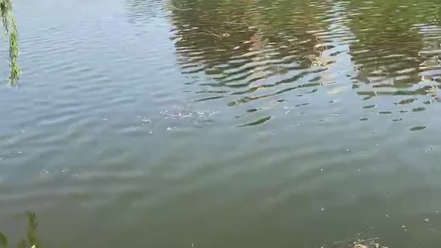 The clear river, with the fish swimming in it, makes me feel comfortable watching it