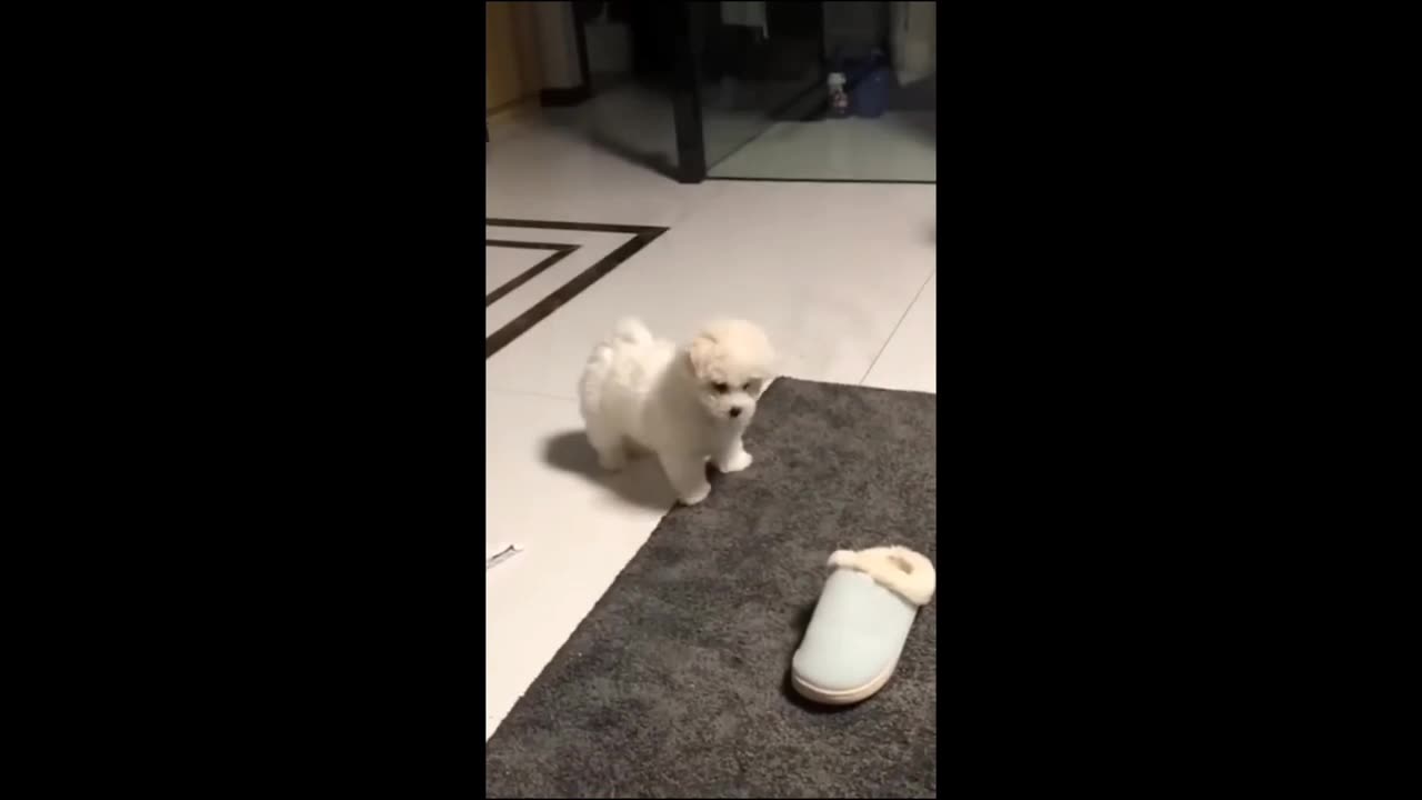 Dog with fun 🐕😂