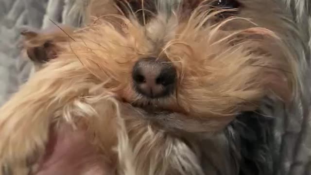 Benny wants all the petting for himself
