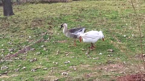 New Year's Day - Hens & Geese Foraging