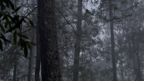 Gloomy forest full of trees during a rainy afternoon