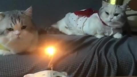 Happy Birthday Party of a cute kitten cats