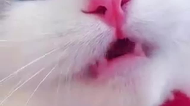 Compilation OF Funny Cats Naughty Cat😍