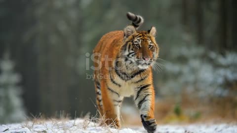 Tiger in to the forest.