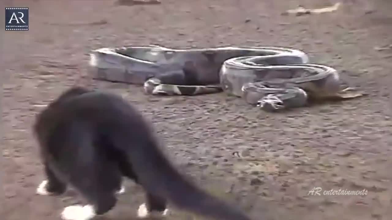 Cat Vs Big Cobra - Who wins?