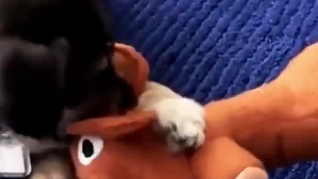 Cute and funny dogs video Compilations #Shorts