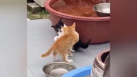 18 minutes of adorable cats and kittens videos to keep you smiling