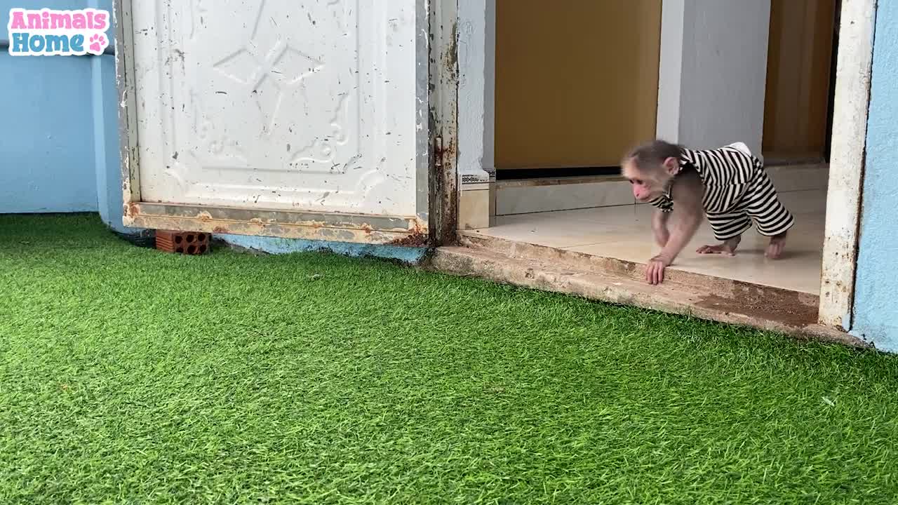 Smart BiBi helps dad feed baby parrotsp2