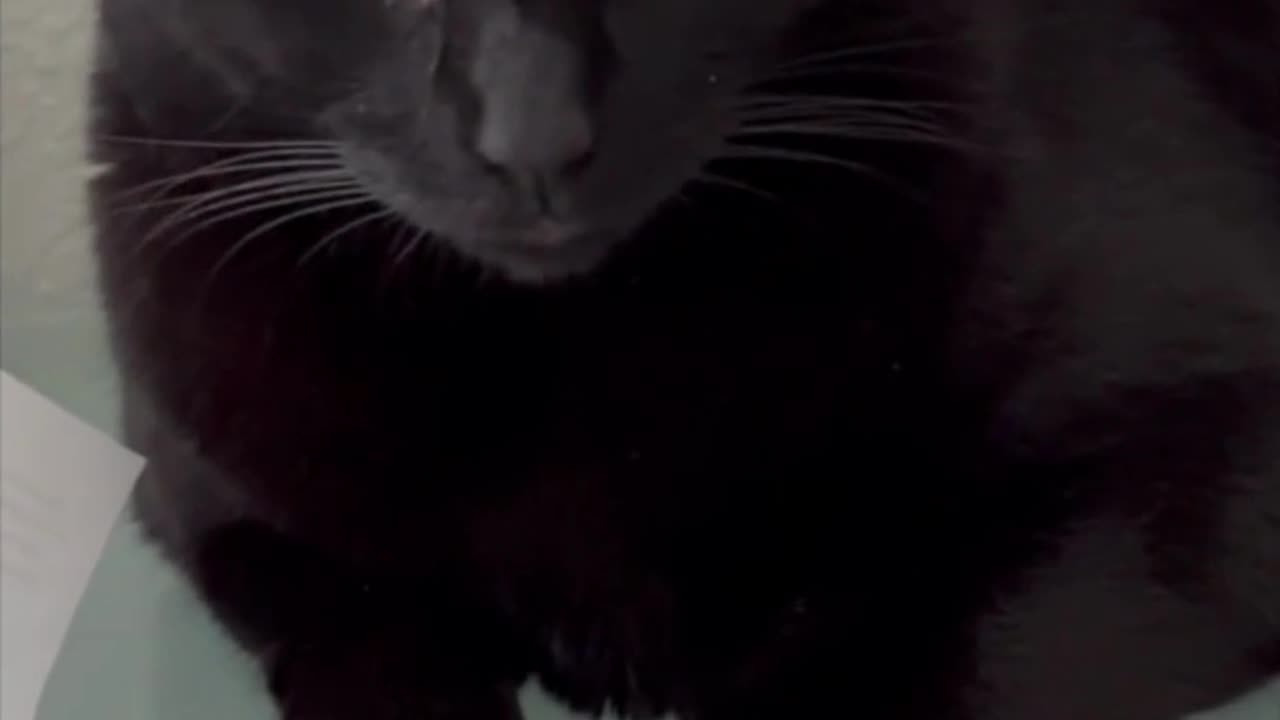 Adopting a Cat from a Shelter Vlog - Cute Precious Piper is an Inspiration in the Office #shorts