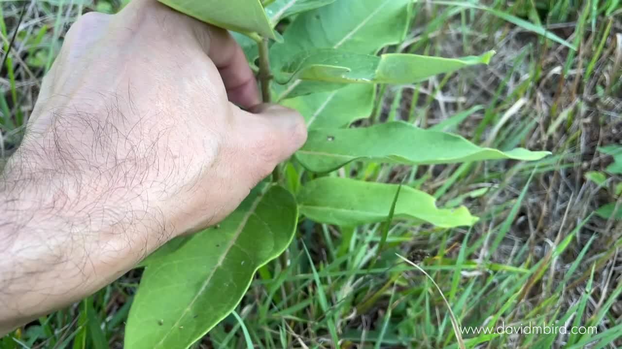 How I took this photo _ Becorn with a Butterfly
