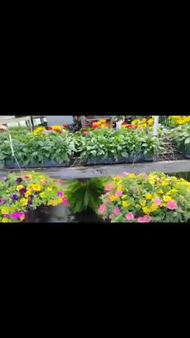 JUST SEEN MORE PLANTS HERE BUT NO CAYAN.