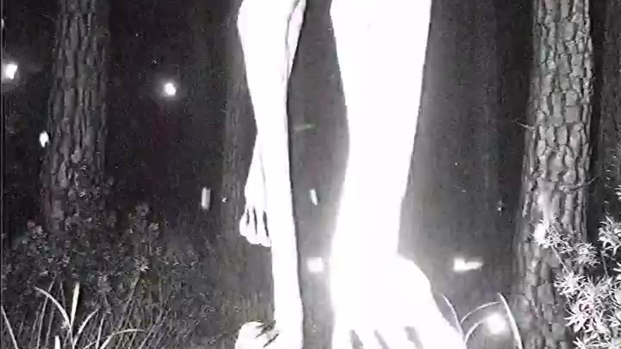 Trail cam