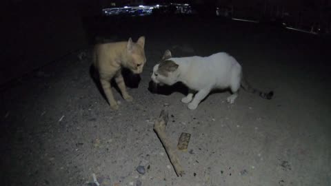 ED SHEERAN & STING - Homeless cats in Ras Al Khaimah, UAE #viral #cat #cats #EdSheeran #Sting #ae