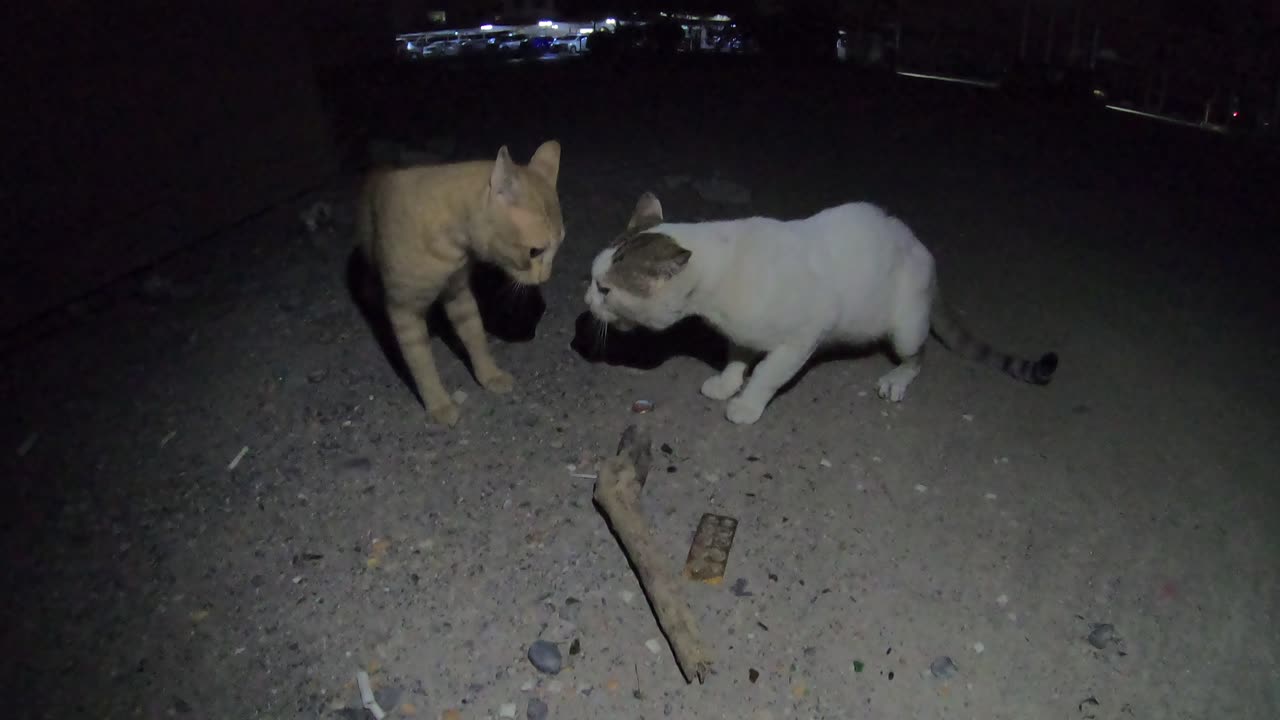 ED SHEERAN & STING - Homeless cats in Ras Al Khaimah, UAE #viral #cat #cats #EdSheeran #Sting #ae