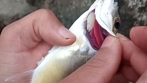 Parasite in the Fish