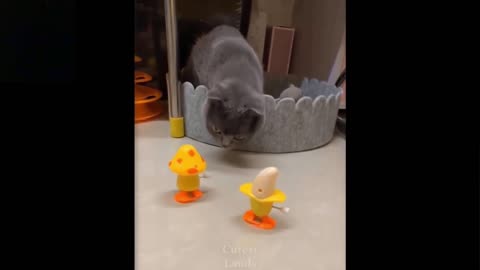 cute cat goes wrong