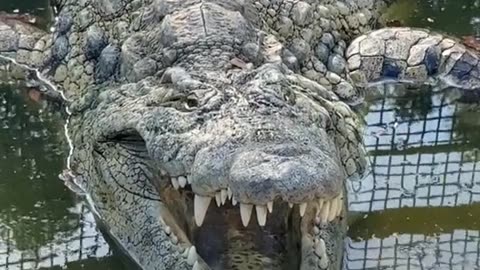 Crocodile