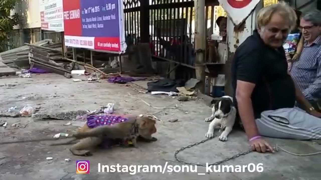 Dog and monkey fight funny dubbing video Sonu Kumar 06 मार देंगे तुझे ३७ ॥