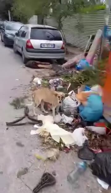 Teliti: Plehrat ne rruge dhe trotuare, pehrat nuk hiqen! Do shpërthejë kolera