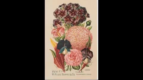 Flower Breeding 12 Burpee