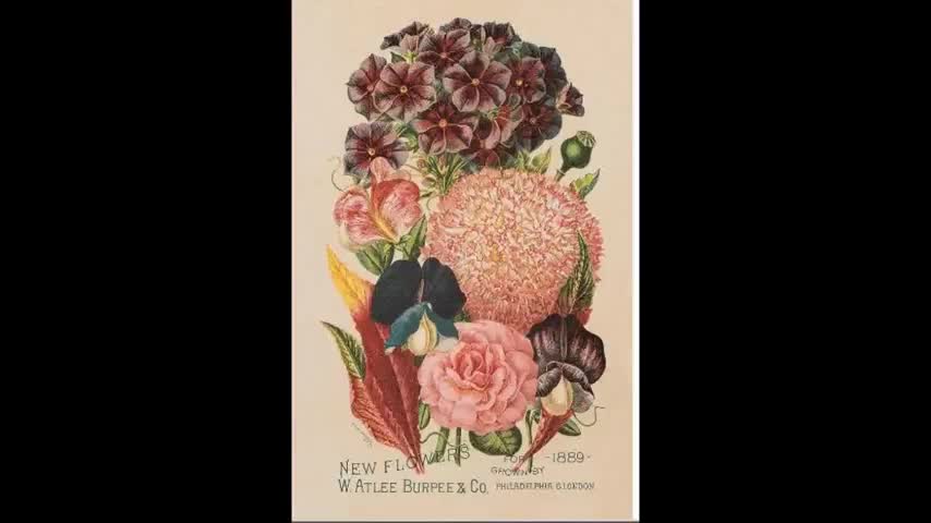Flower Breeding 12 Burpee