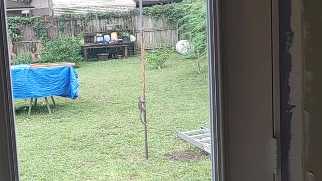 Squirrel trying to climb a greased pole