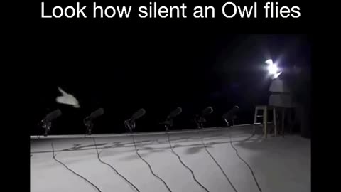 Look how silent an owl flies