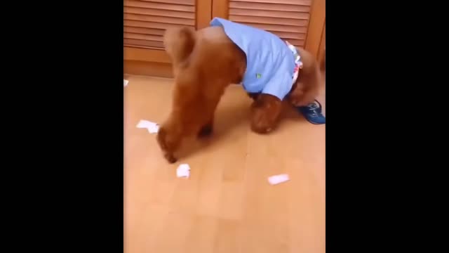 Funniest Cats And Dogs - Best Of The 2022 Funny Animal Videos.