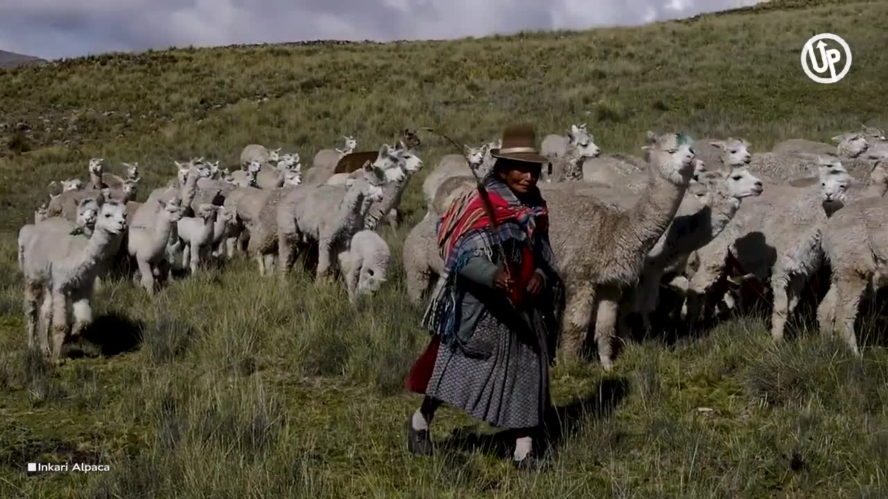 Alpaca _ Meludah Untuk Tunjukkan Perasaannya.🤮😂