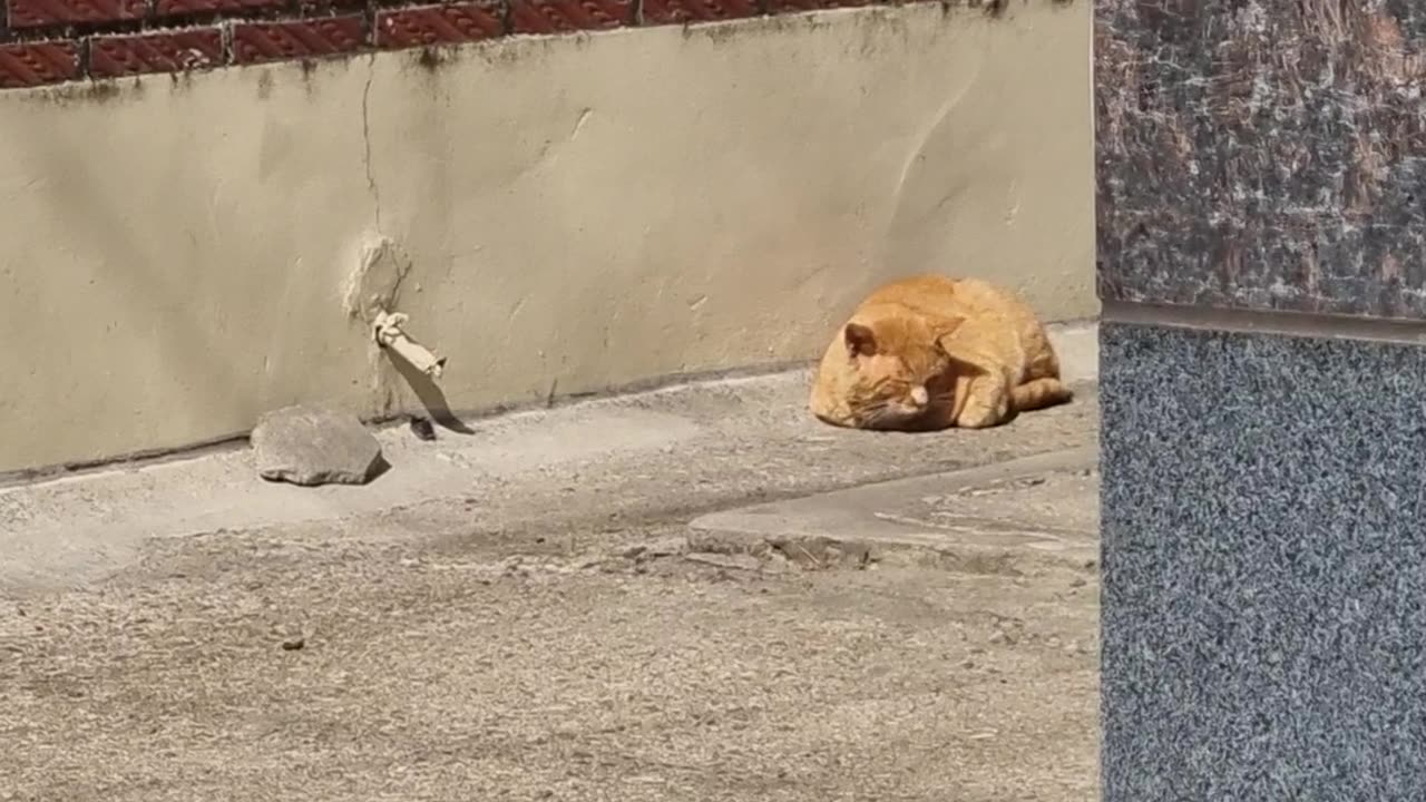 a cat taking a nap