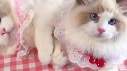 Aww cute cat videos funny❤️ Cat Cash Compilation chines💚 Tiktok Cat Meow