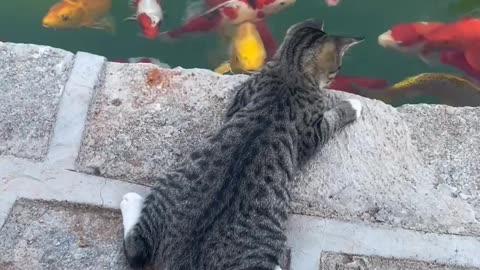 Cat love Fish