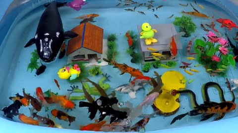 Cute Animals, Giant Whale, Crocodile, Flapping Duck, Black Shark, Turtle, Seahorse, Snake, Goldfish